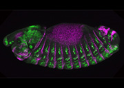 モデル動物ショウジョウバエの胚発生で発現するタンパク質を可視化