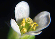 モデル植物であるシロイヌナズナの遺伝子組換え体の開花