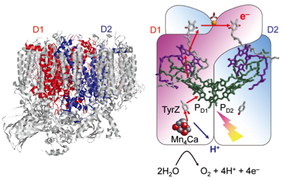 図1　光合成で水分解・酸素発生反応を行うPSII蛋白質全体像(左)。蛋白質内に埋め込まれた触媒部位Mn4CaO5錯体および周辺の酸化還元活性部位(右)。