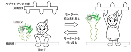 構造変化のイラスト図