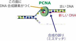 research20160711