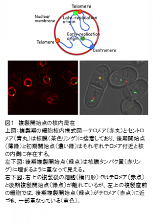 世界初！テロメアによるDNA複製の四次元的制御を解明―未解明の遺伝病原因解明に期待― – 大阪大学 大学院理学研究科・理学部