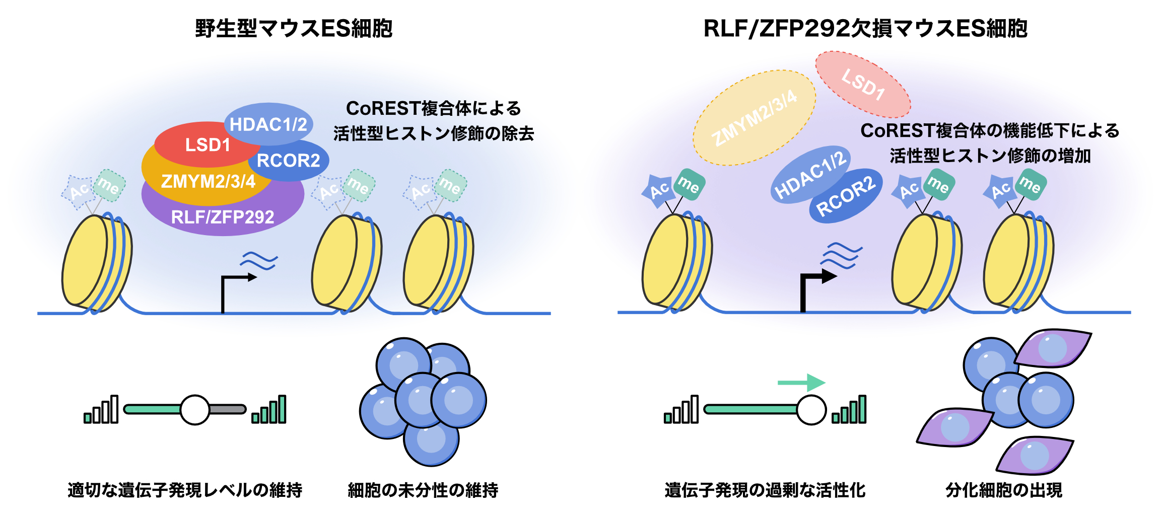 生物　閲覧用 書籍紹介＞ 図解 分子細胞生物学（浅島 誠・駒崎伸二 共著）【生物学】