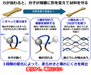 柔らかく受け流して壊れにくい高分子材料を開発 ―分子が「動く・切れる・絡み合う」ことで、強い力から材料を守る新設計―