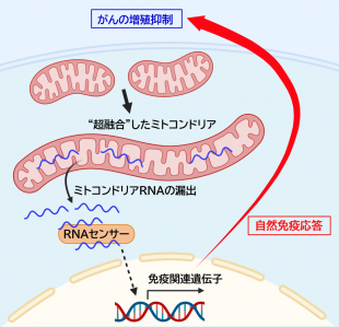 ＼“超融合”したミトコンドリアを解析／ ミトコンドリアRNAを介した自然免疫活性化の新たな仕組みを発見 ―新たながん治療戦略への応用に期待―