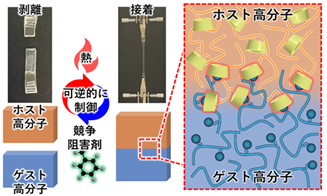中性子で界面構造を解明－“はがせるのに強い”エコで便利な賢い接着剤