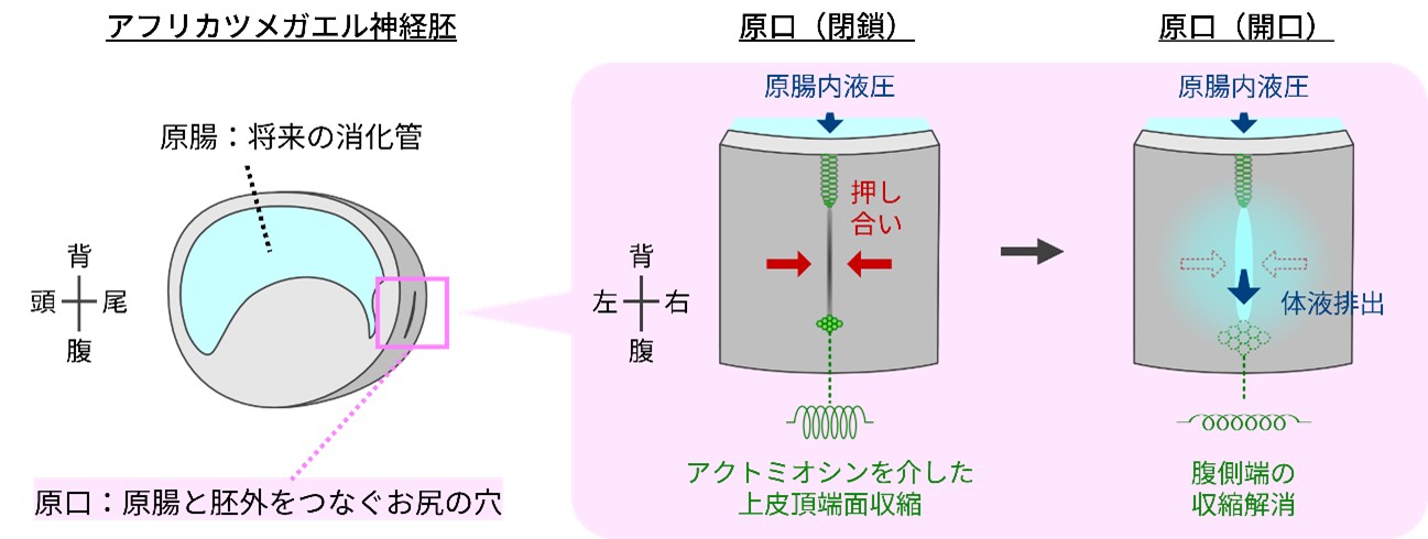 カエルちゃん mew spore 胞子体 20株+前葉体 タグなし mew spore 胞子