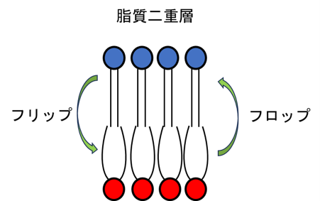 細胞のように表と裏が非対称な脂質膜での リン脂質のフリップフロップ 