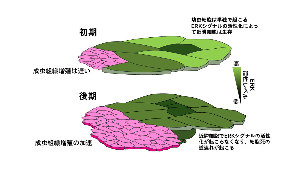 細胞を知る。エンドが変わる 移植後の腫瘍形成を阻止できるiPS細胞の新たな重要因子を発見