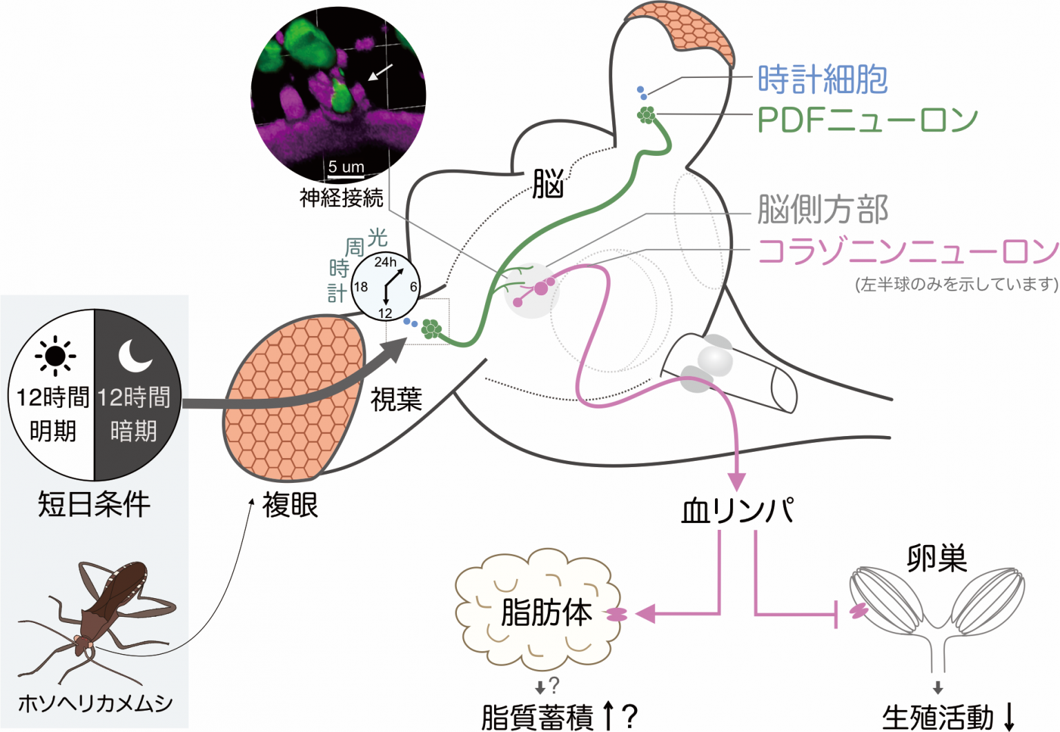 \季節の情報を伝える脳神経回路／昆虫の季節休眠を制御するのは 神経ペプチド「コラゾニン」－光周期の変化が昆虫の繁殖を制御するしくみを解明 ...